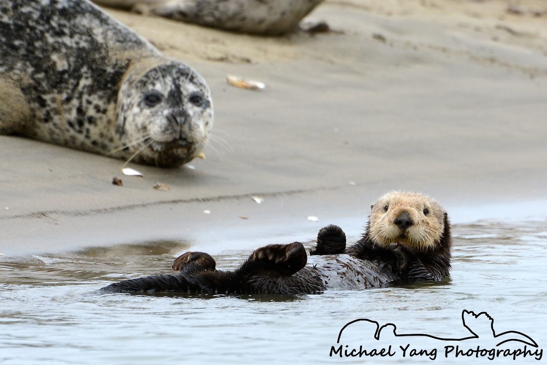 Seals, Sea Lions and Otters 